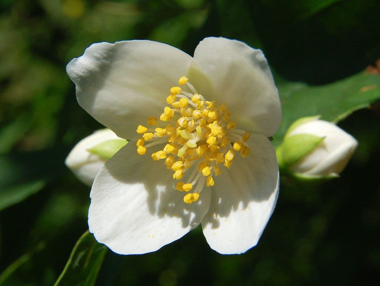 Baum-Anemone 3