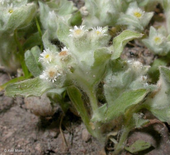Gnaphalium 9