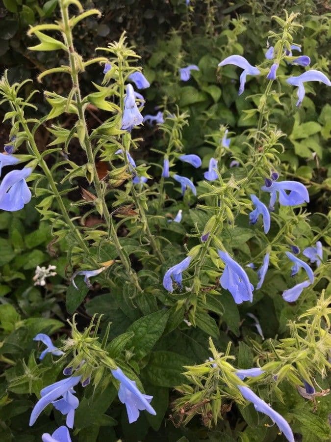 Salvia patens 8