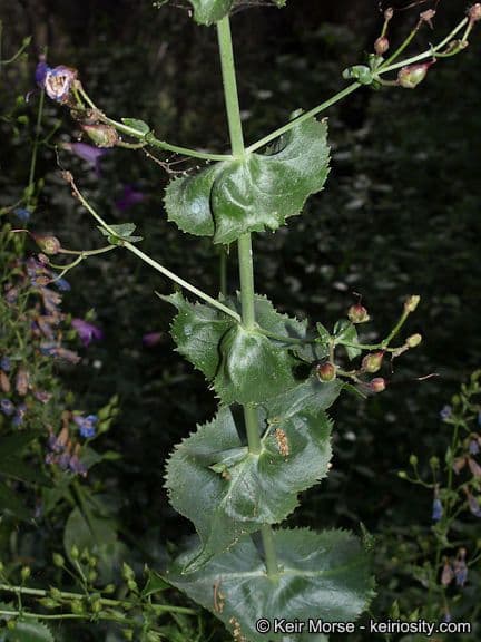Bartfaden 14