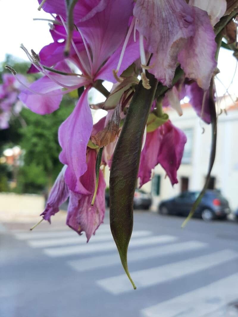 Bauhinia purpurea 5