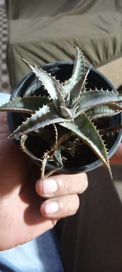 Dyckia 3