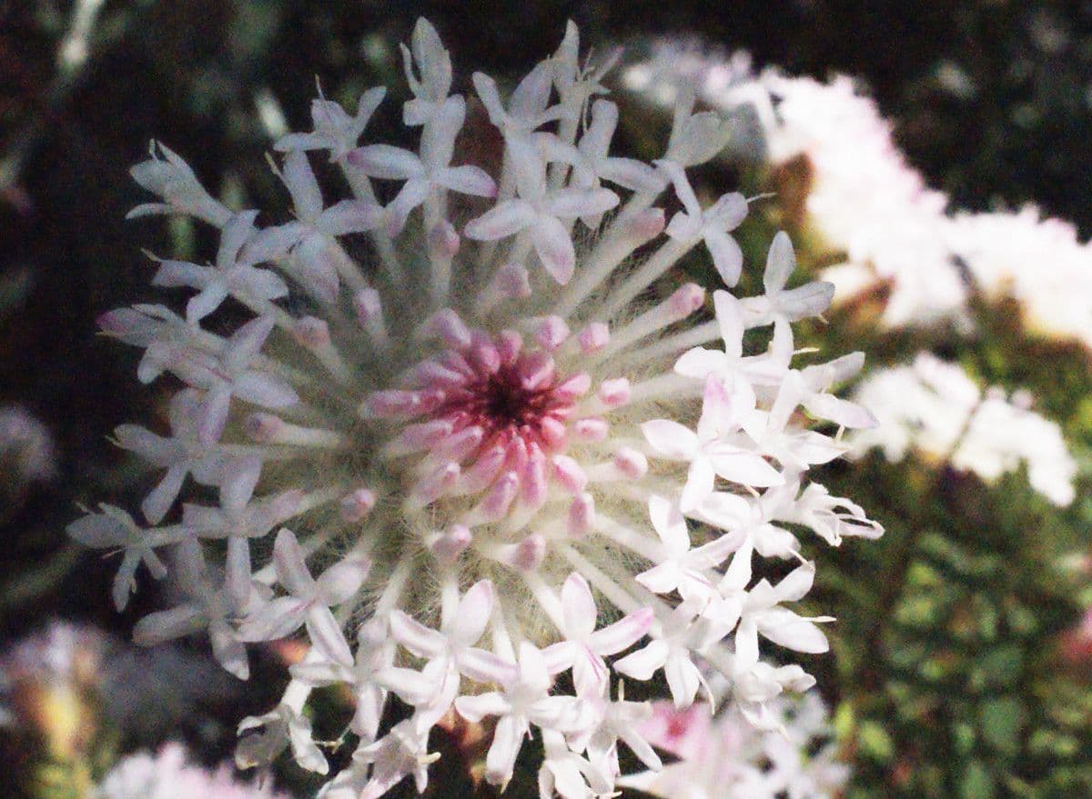 Pimelea 5