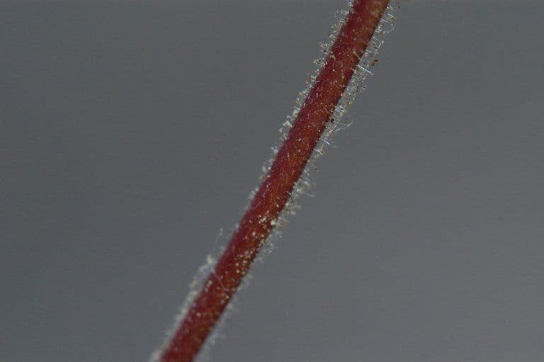 Penstemon anguineus 9