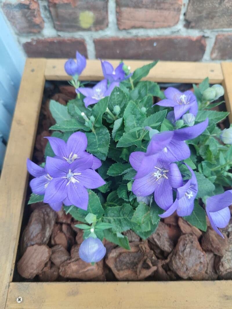 Platycodon à grandes fleurs 13