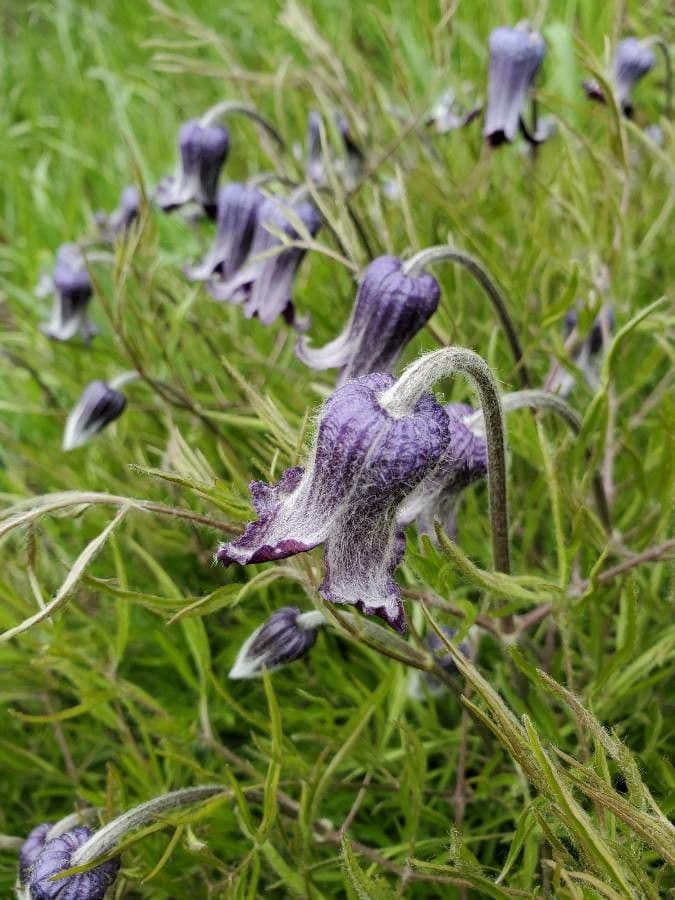 Clematis 2