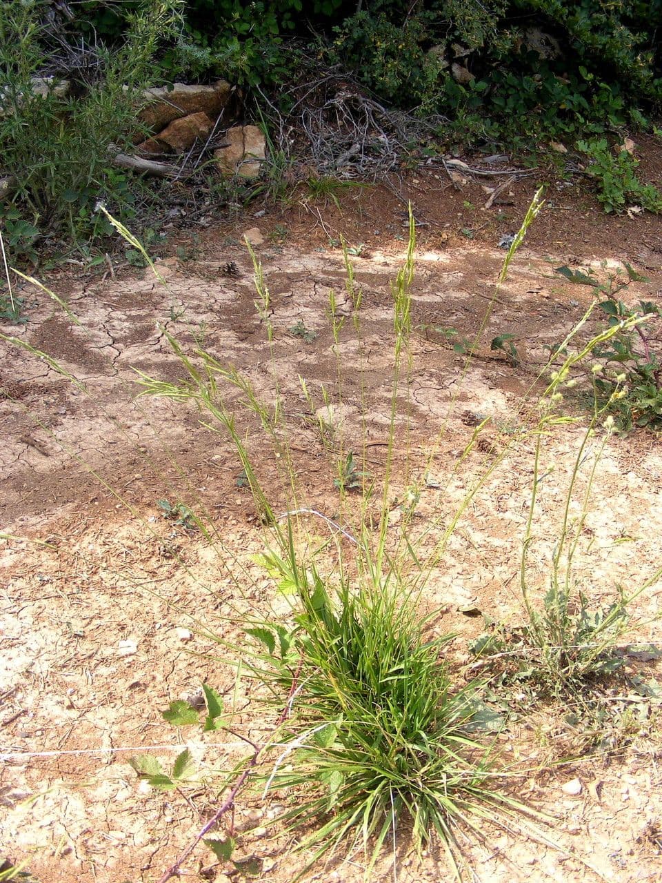 Brachypode penné 15