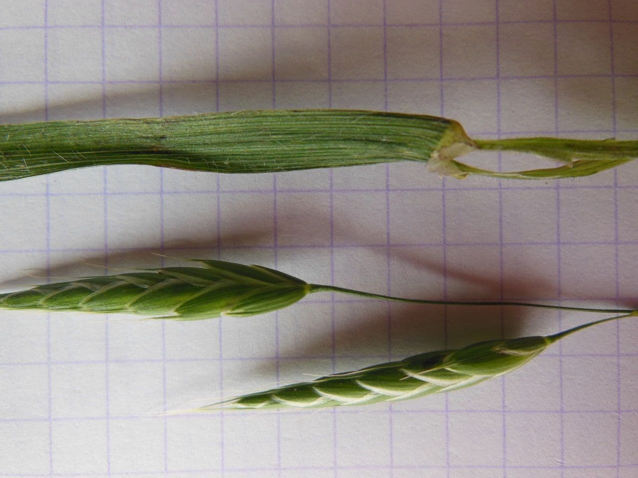 Forasacco mutato 30