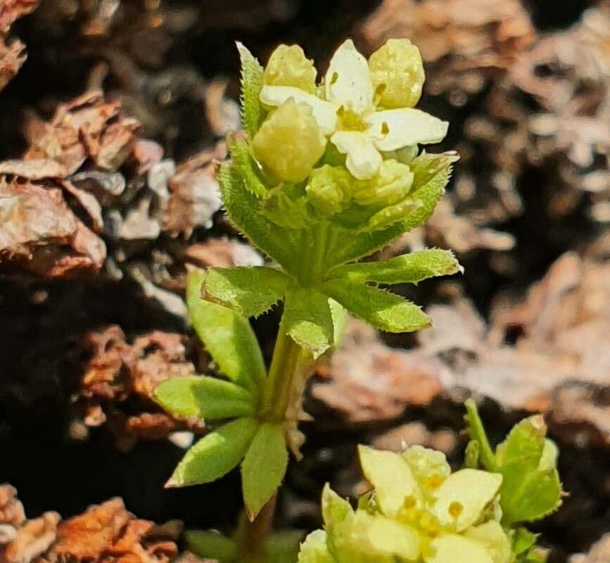Galium pseudo-svizzero
