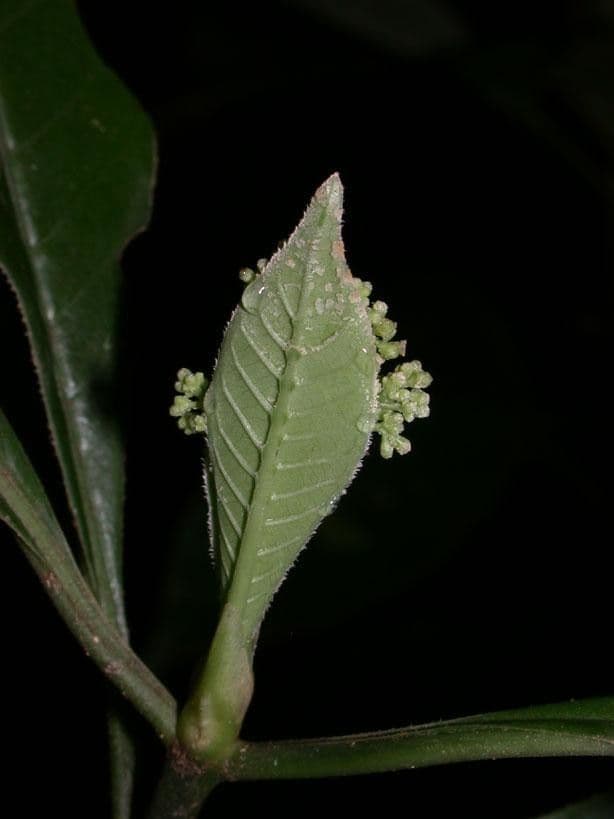 Psychotria 8