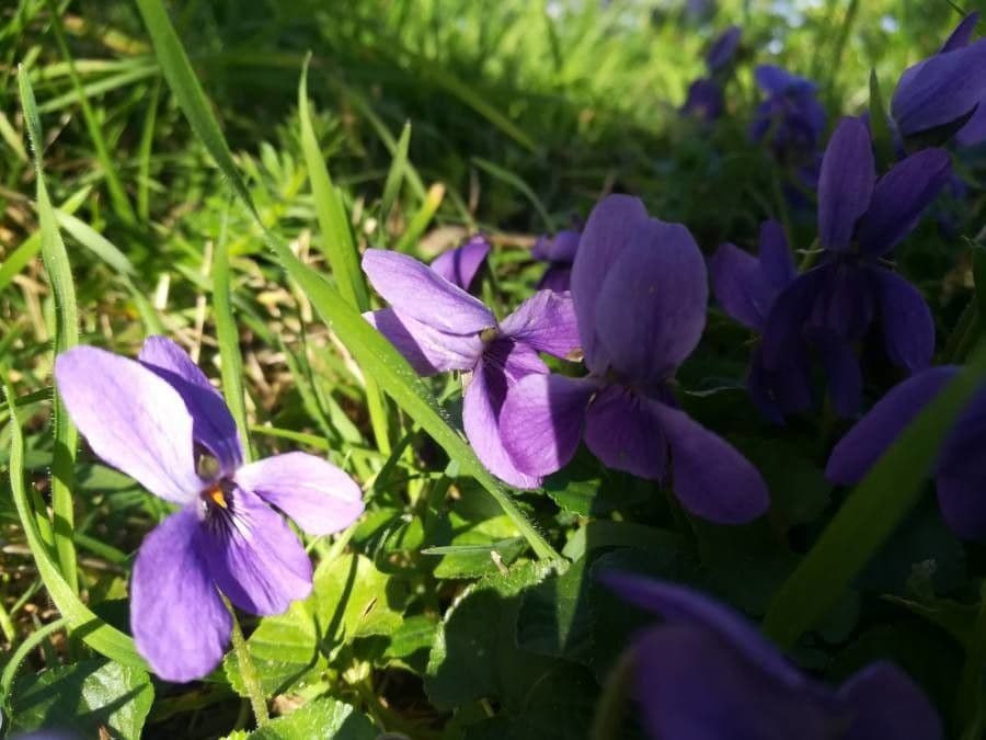 Viola pirenaica 5