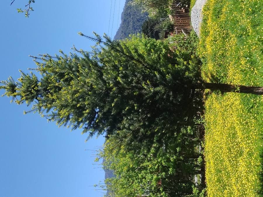 Podocarpus 8