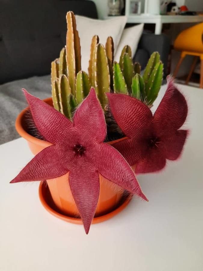 Aasblume 6