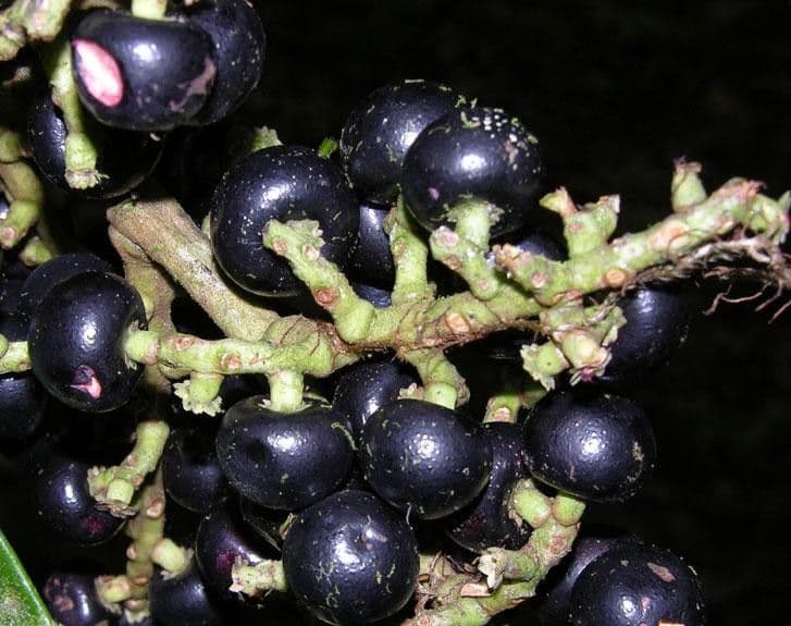 Ardisia 4