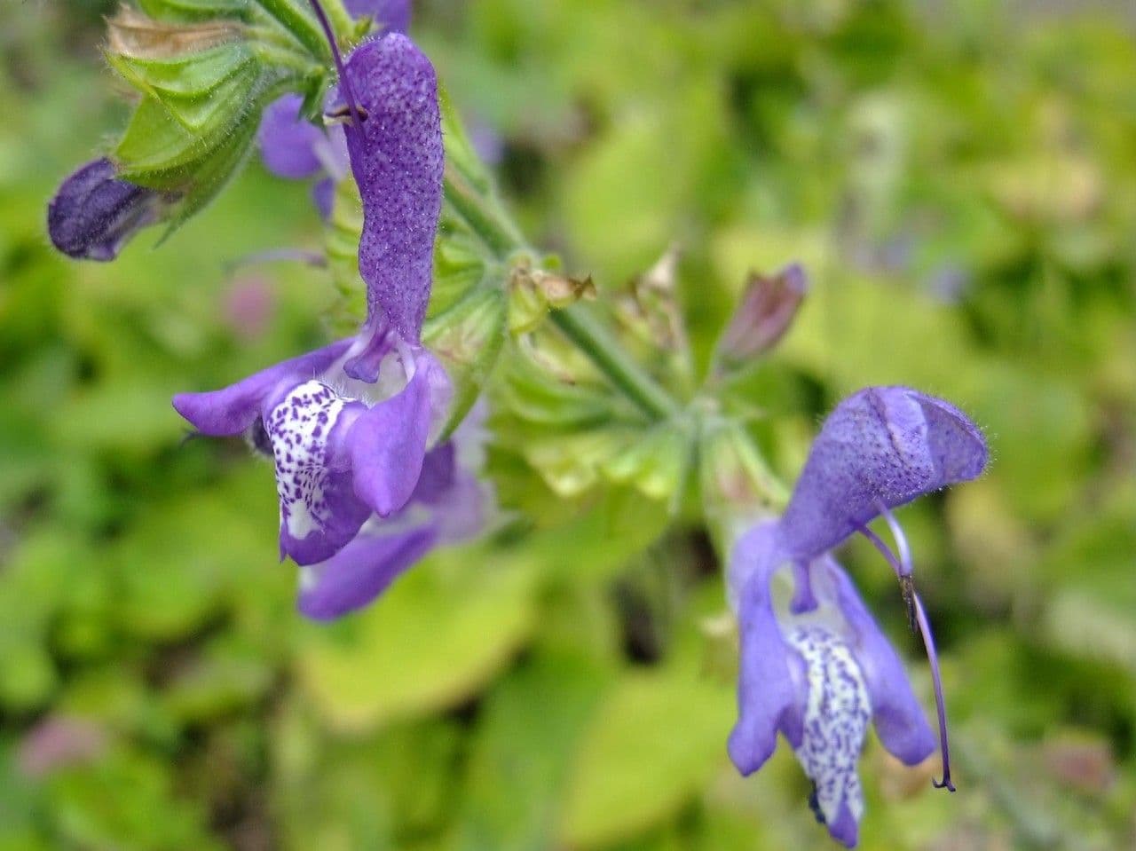 Salvia 5