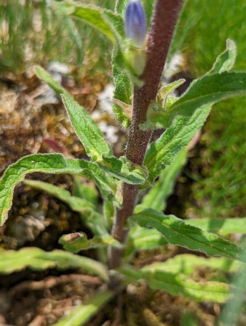 Campanula 6