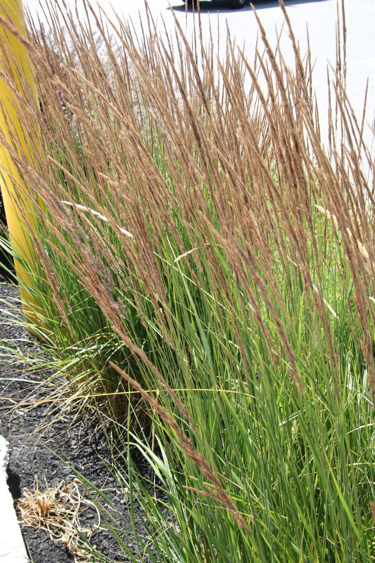 Calamagrostis stricta 4