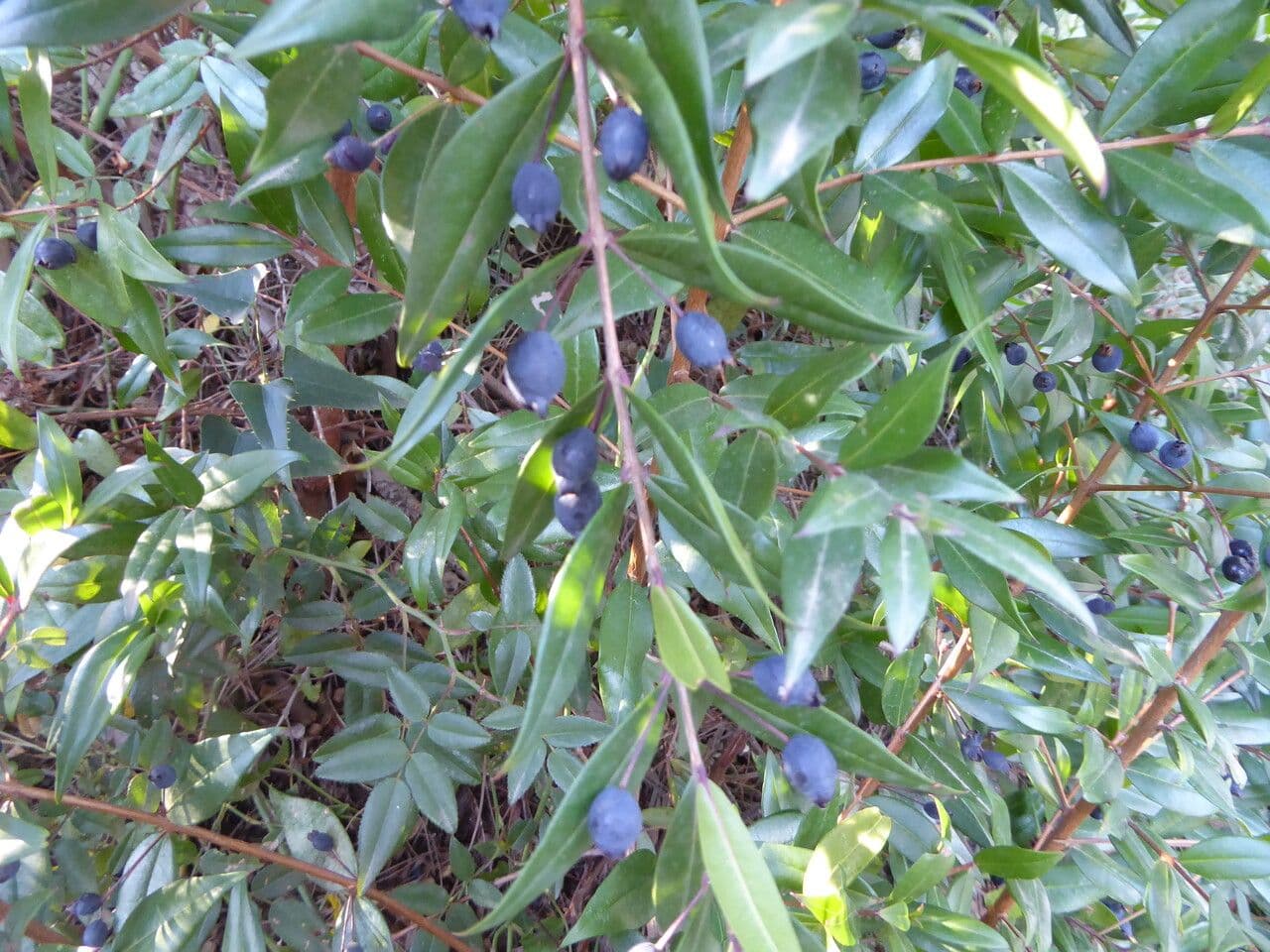 Mirto 25