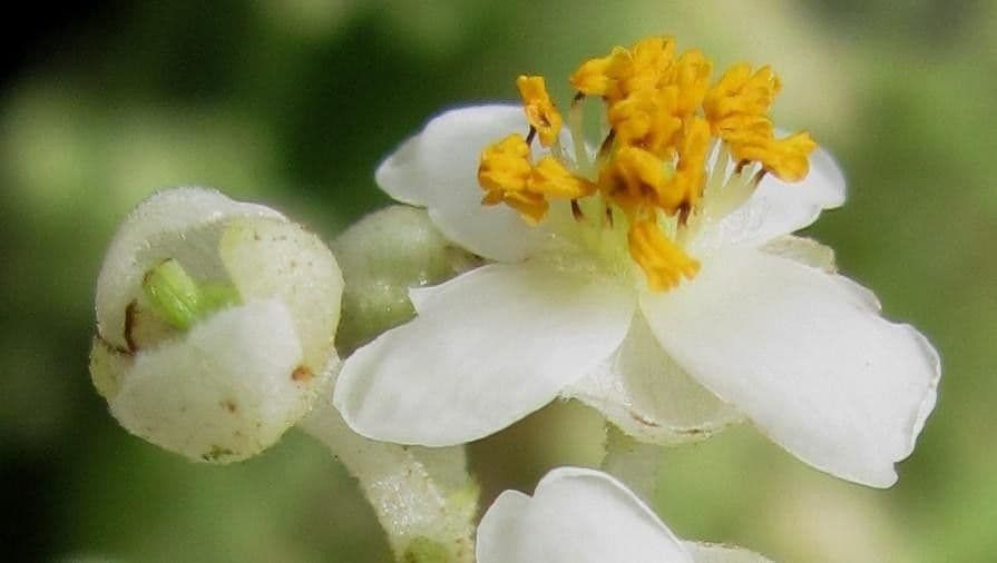 Saurauia 6
