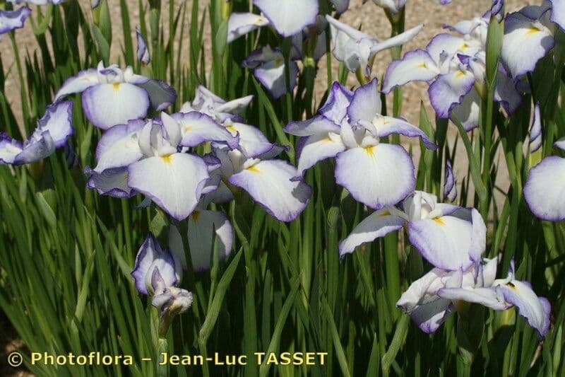 Schwert-Iris 8