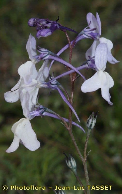 Kocanka