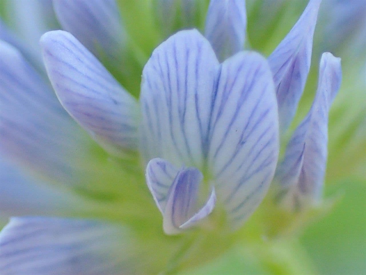 Fieno greco blu 7