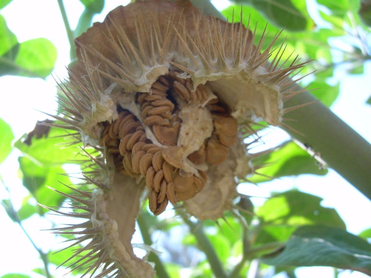 Datura di Wright 3