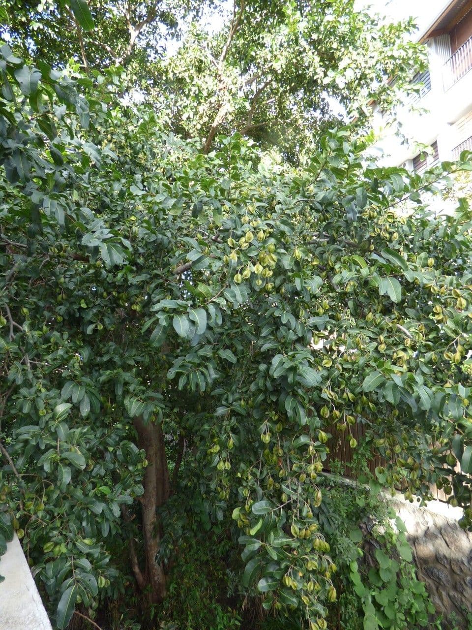 Terminalia arjuna 13
