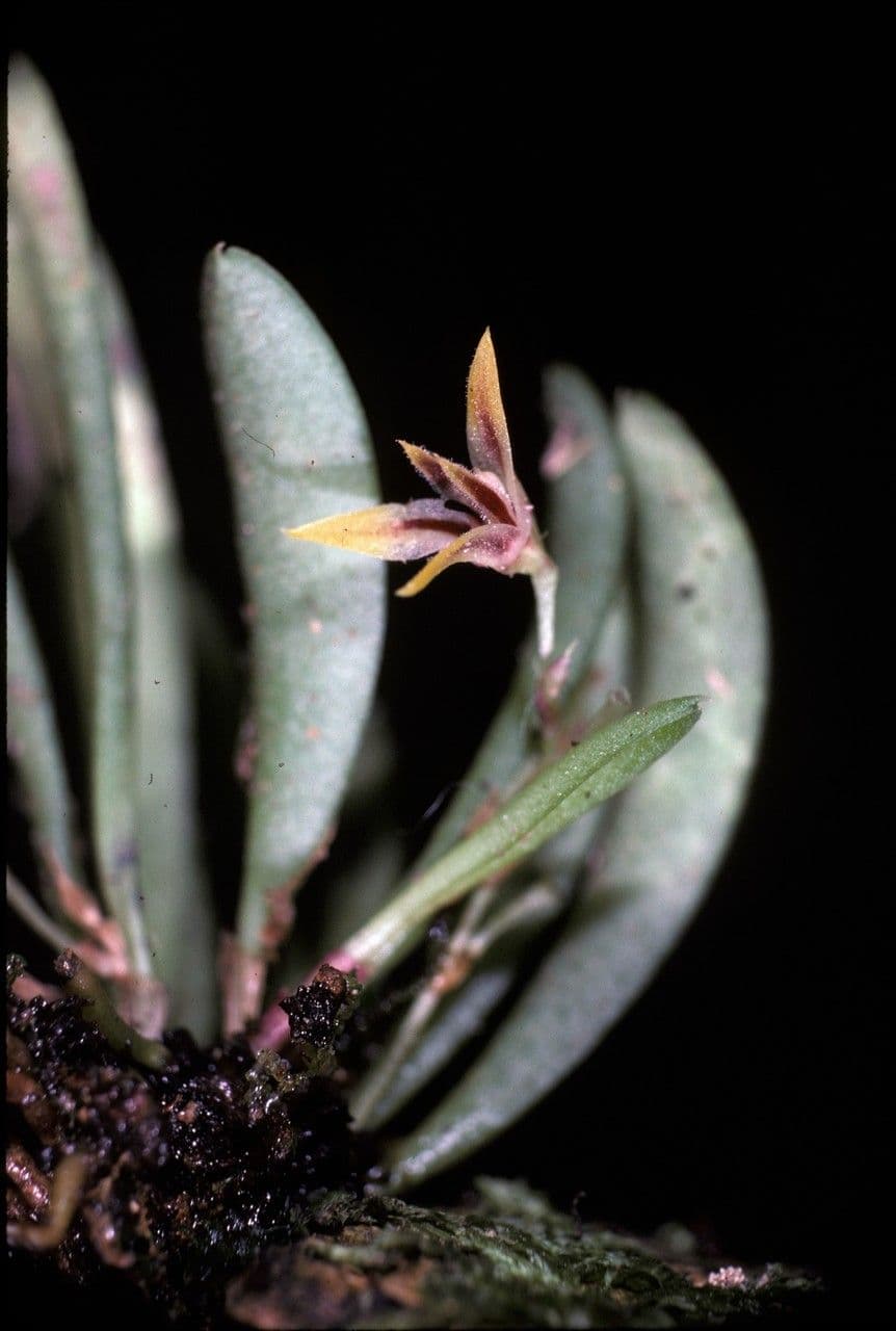 Anathallis