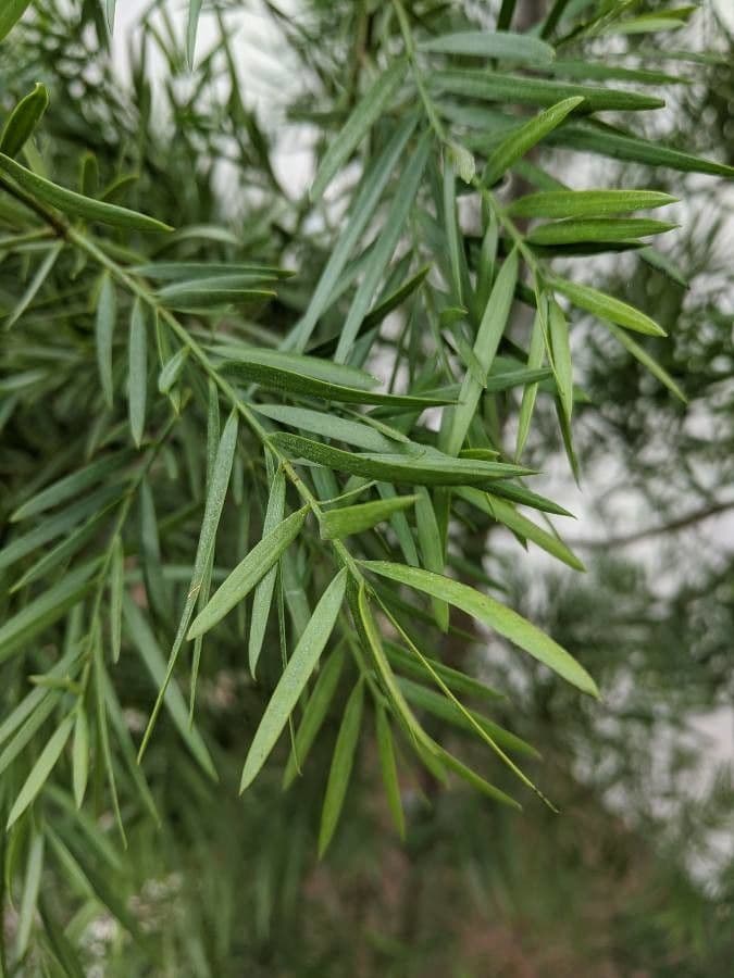 Afrocarpus 4