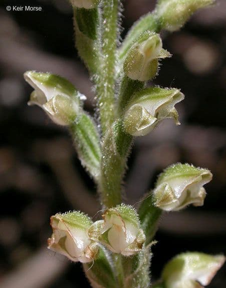 Goodyera oblongifolia 6