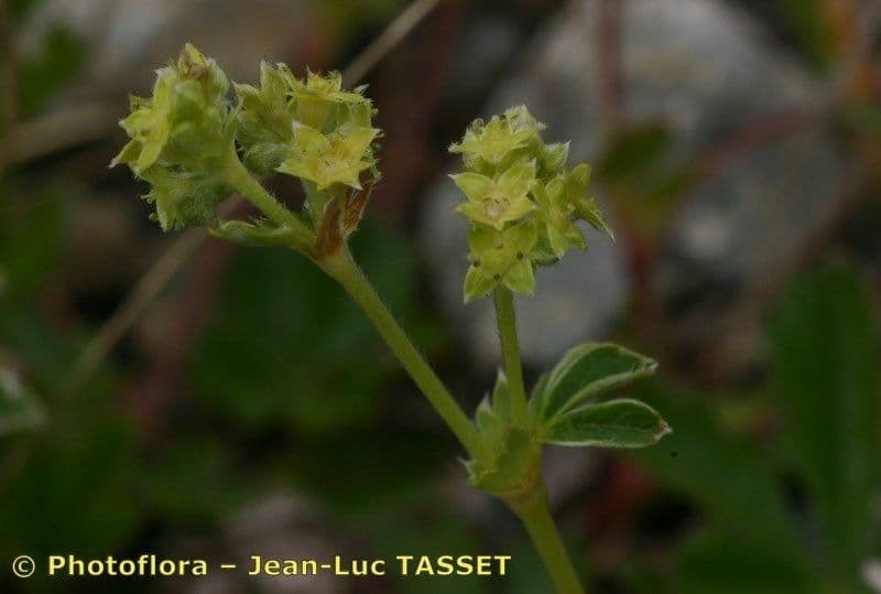 Alchemilla transiens 4