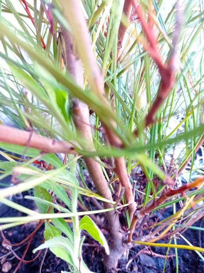 Grevillea Johnsonova 16