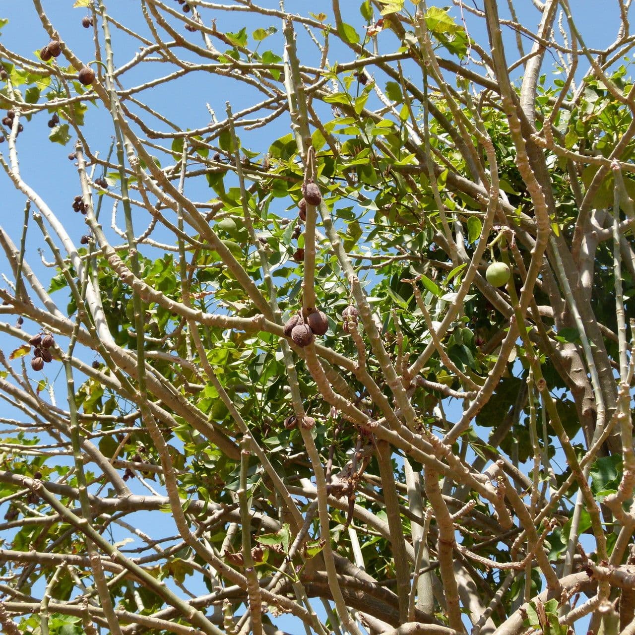 Piombo 30