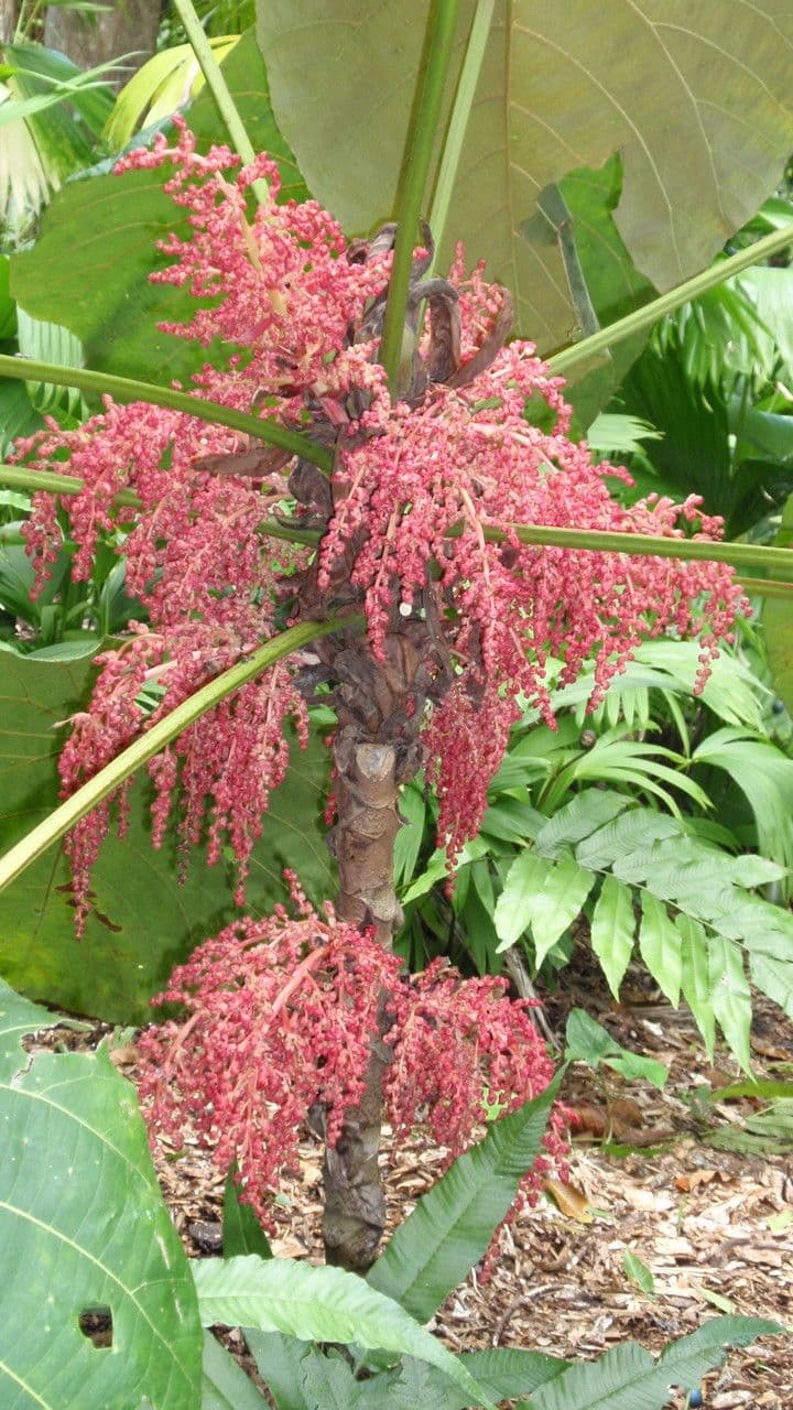 Macaranga 2