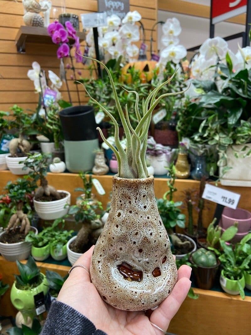 Tillandsia pancia 4