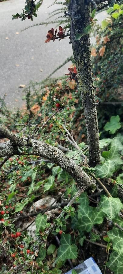 Cotoneaster 23