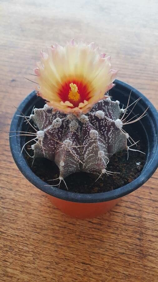 Cactus testa di capra