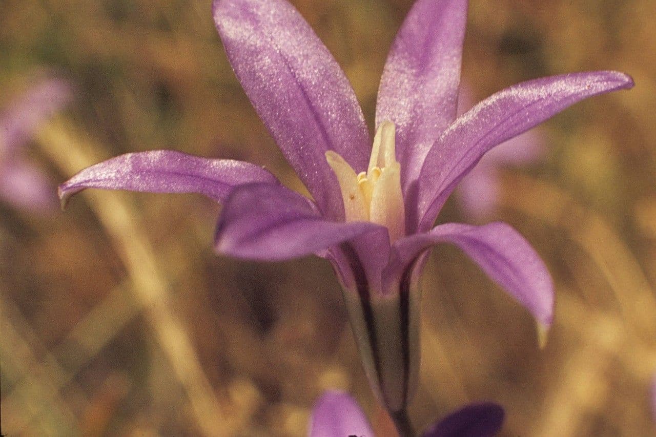 Brodiaea coronaria 4