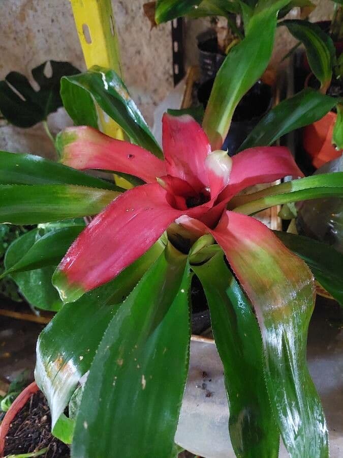 Nidularium