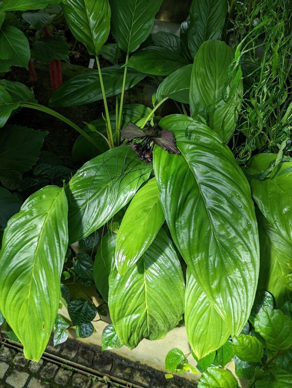 Tacca 17