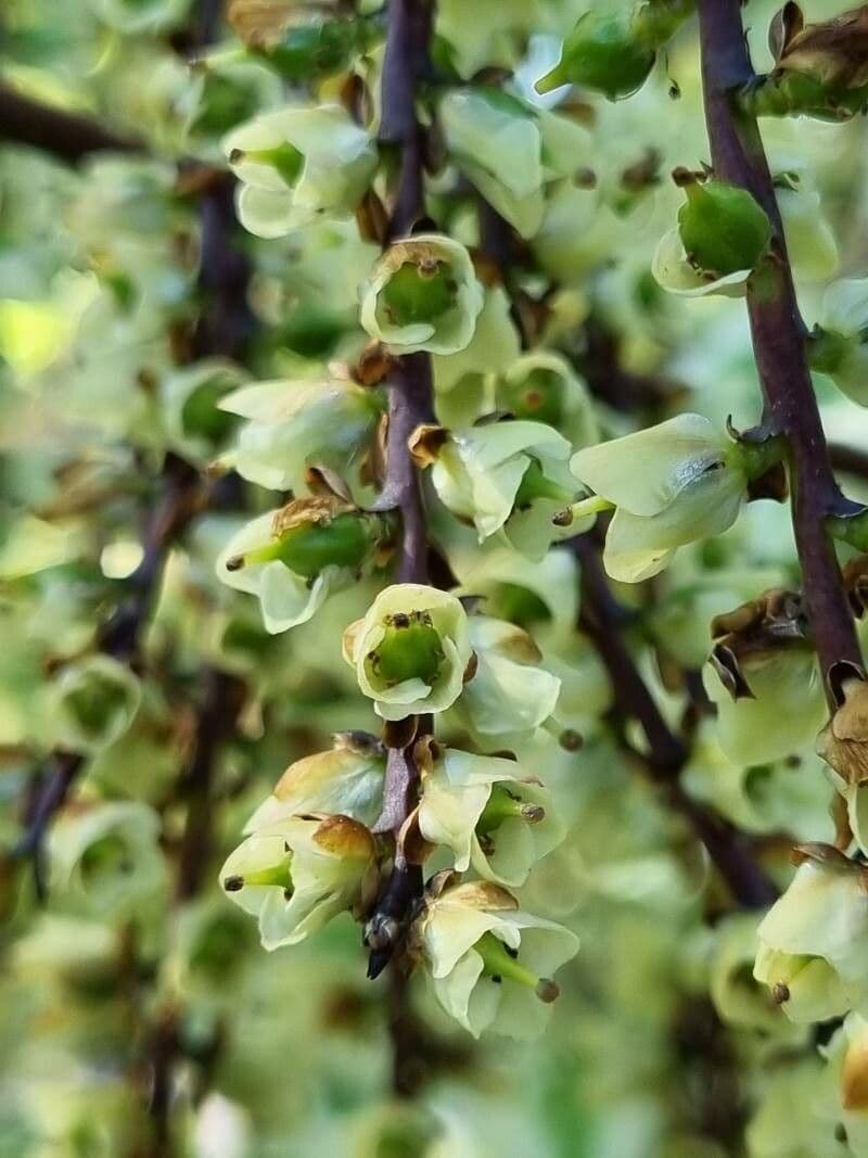 Chinese stachyurus 4