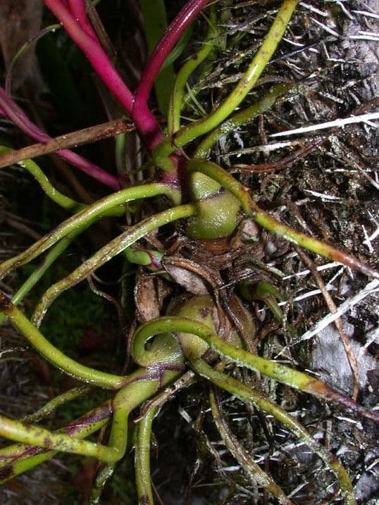 Tillandsia bulbosa