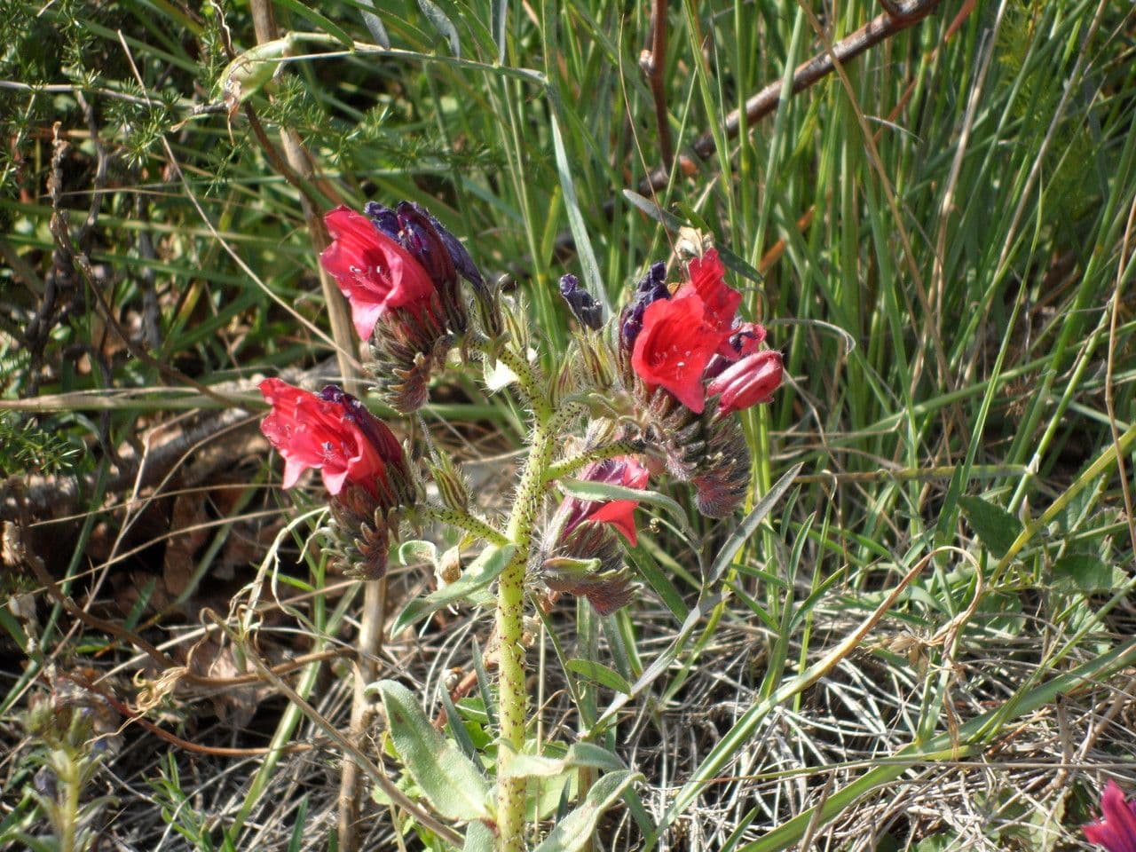 Echium cretico 25