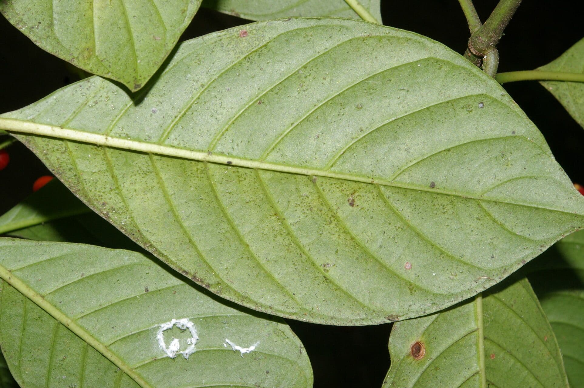 Psychotria selvatica 2