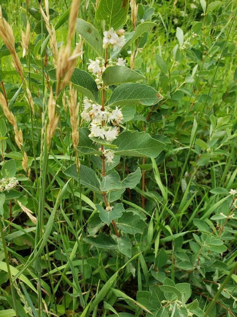 Symphoricarpos occidentalis 11