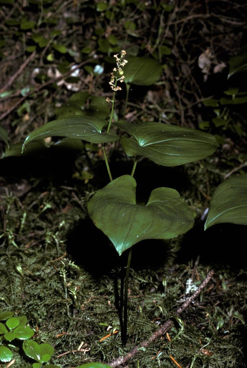Maianthemum dilatatum