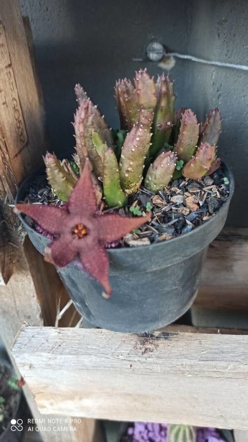 Stapelia