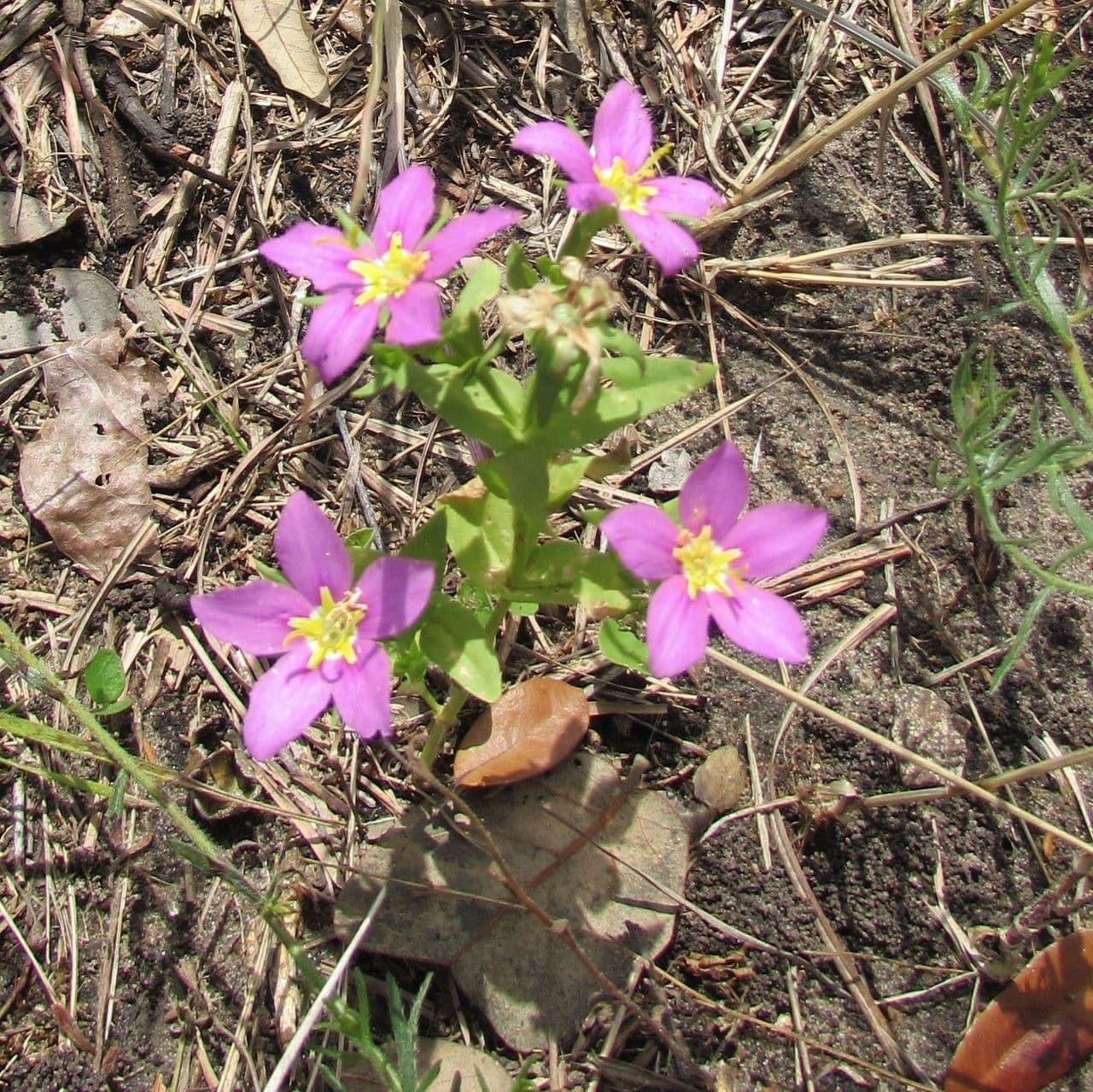 Sabatia 7