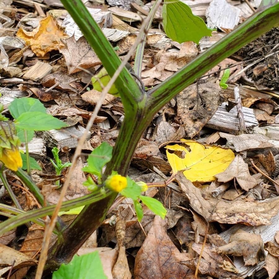 Tomatillo 22